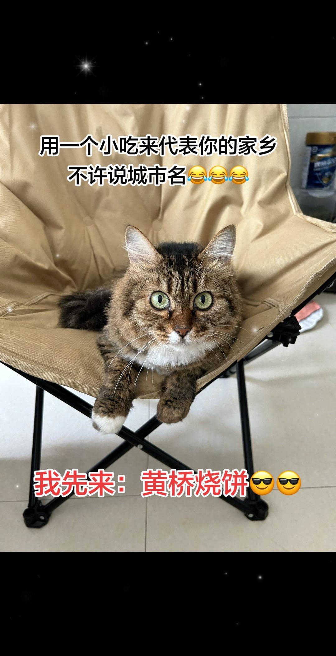 用一个小吃来代表你的家乡！黄桥烧饼 家乡特色小吃 猫咪日常 各地家乡小吃大比拼