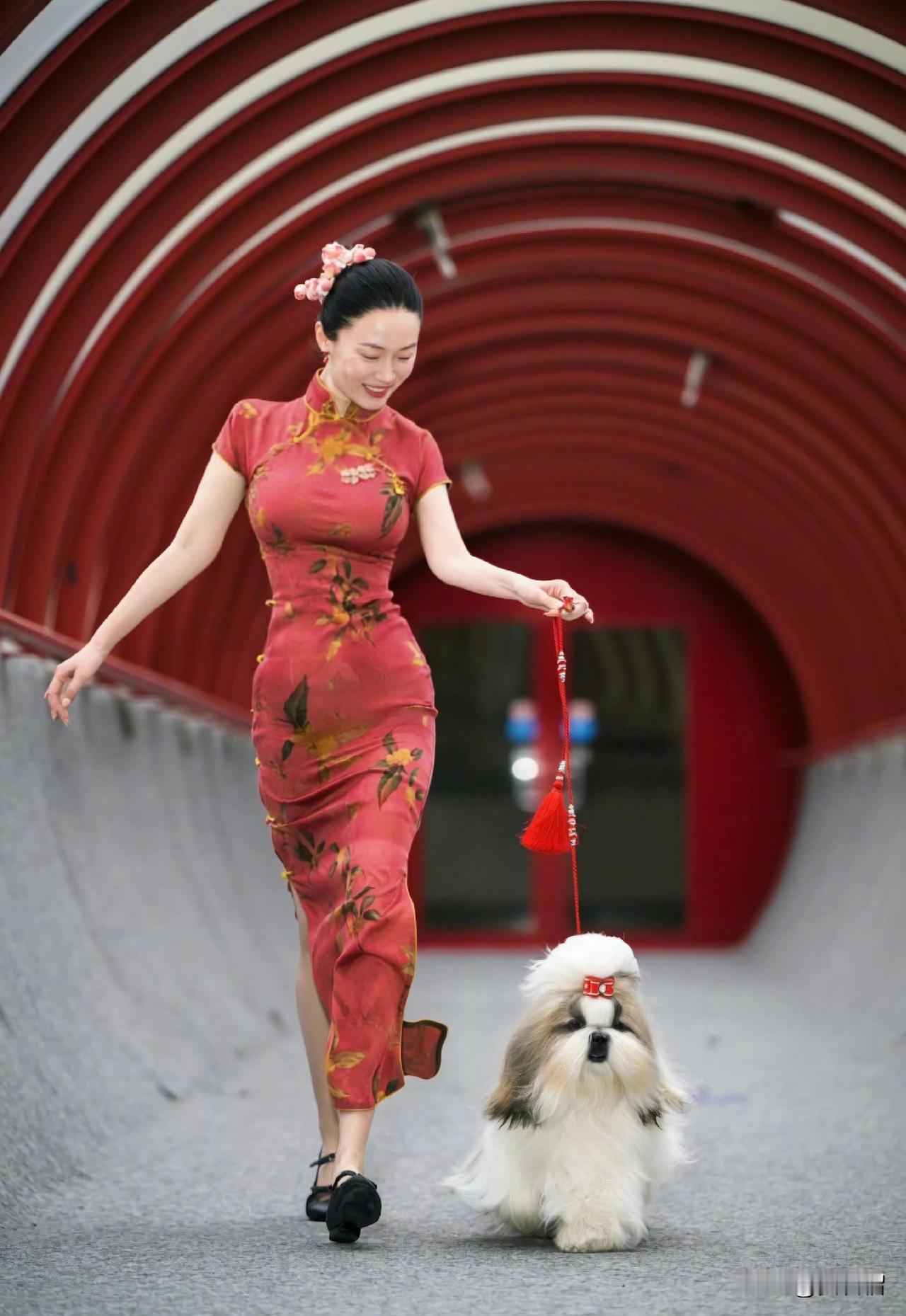 也太厉害了吧！霍思燕把爱好培养成了冠军！
霍思燕+西施犬=宠物届的“为国争光”！