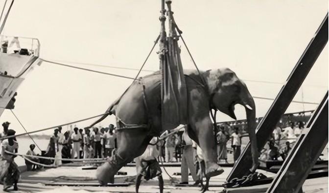 1916年，美国田纳西州沙利文县欧文镇，一头5吨重名叫玛丽的雌性大象在起重机上被