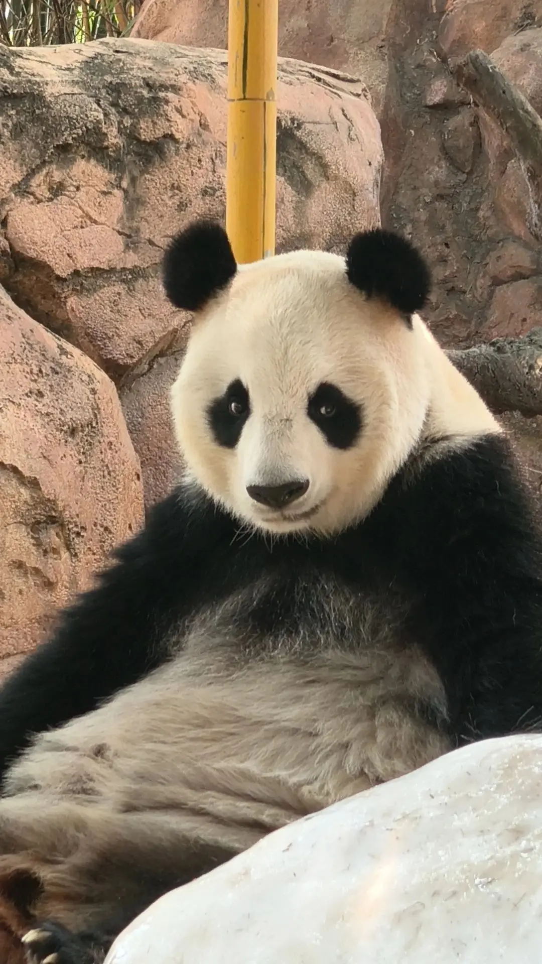 拽拽的奶萌的贵妃😄