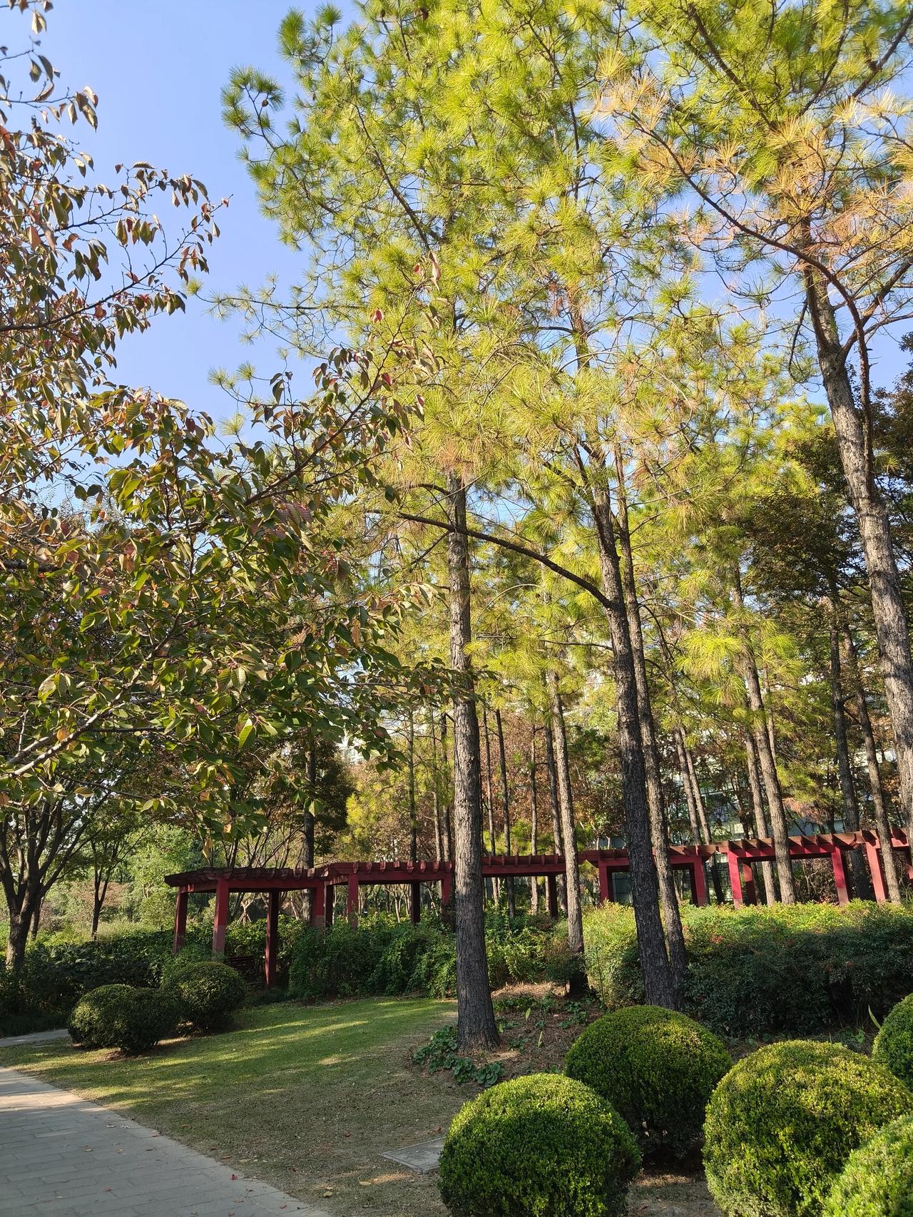 冬日美景随手拍实景图分享！

冬日公园散步随手拍分享～[玫瑰]