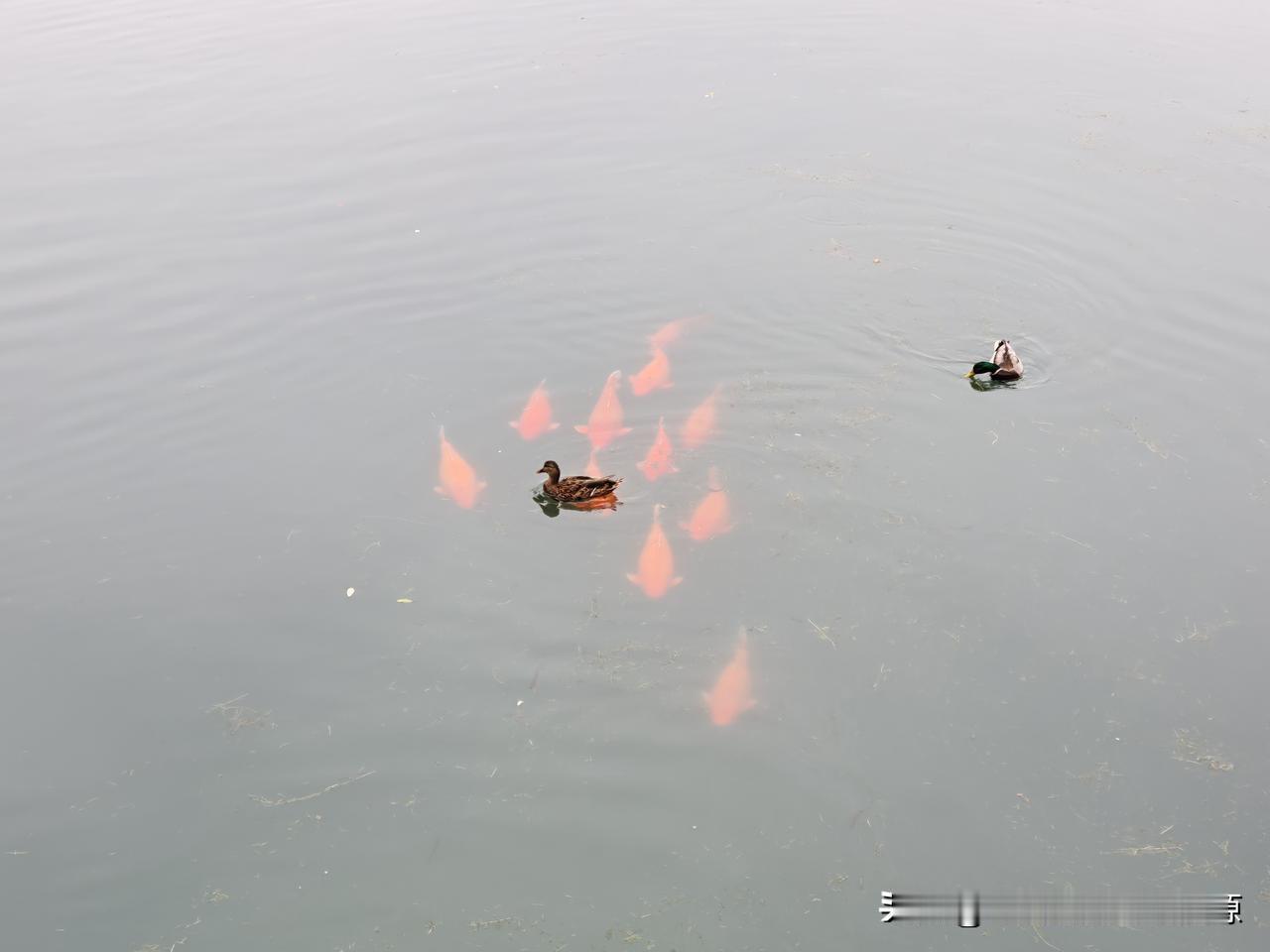 北京故宫的护城河里。
两只野鸭，一群鱼
1号鸭子🦆说：“嘎嘎嘎，鱼好大，好多”