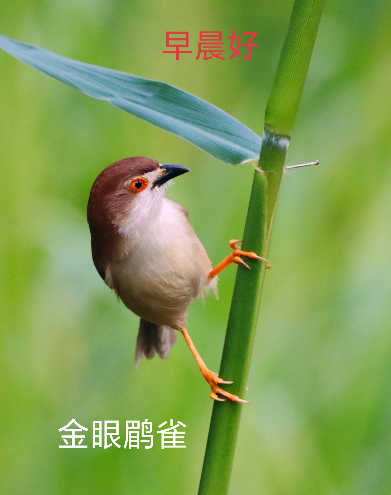 各位朋友：早晨好