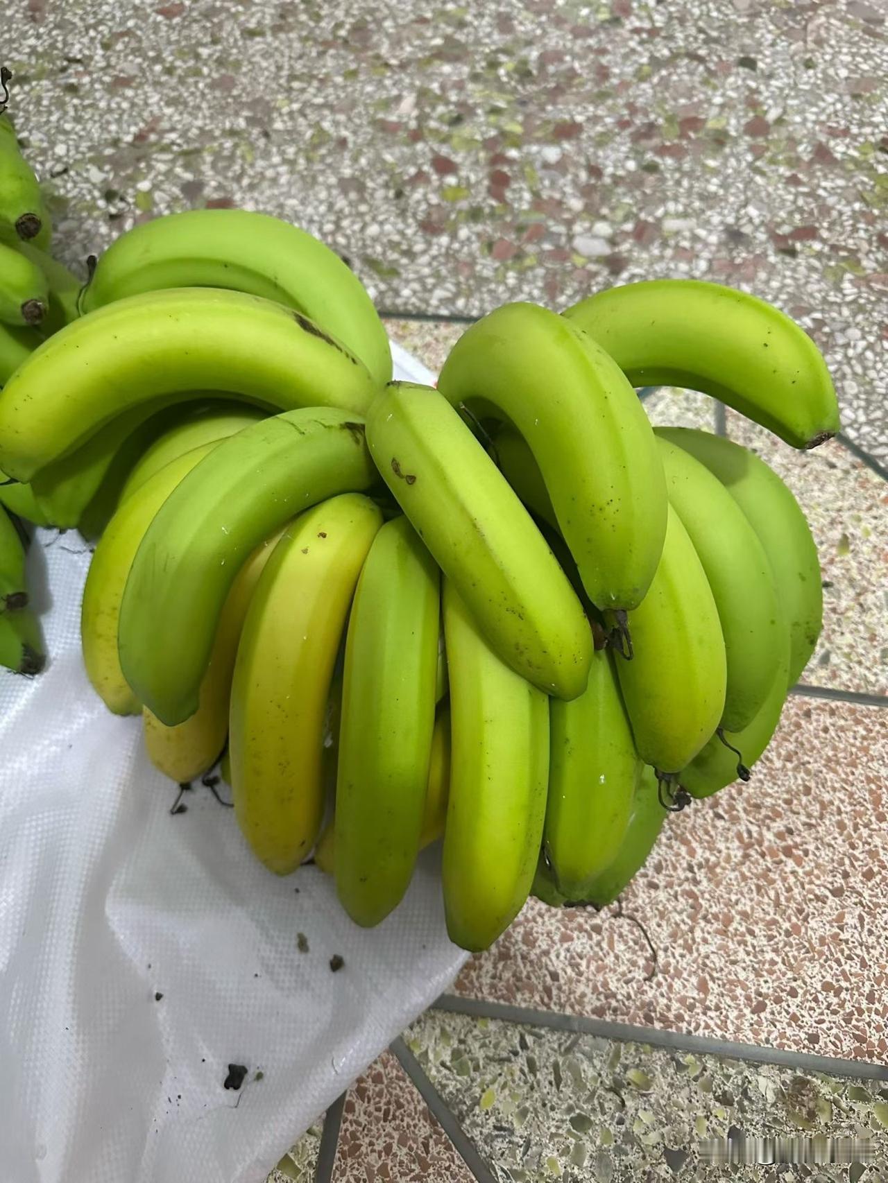 刚从自家院儿的香蕉树上砍下来这一大串！看这青中带黄的果皮，裹得圆滚滚的，摸着还硬
