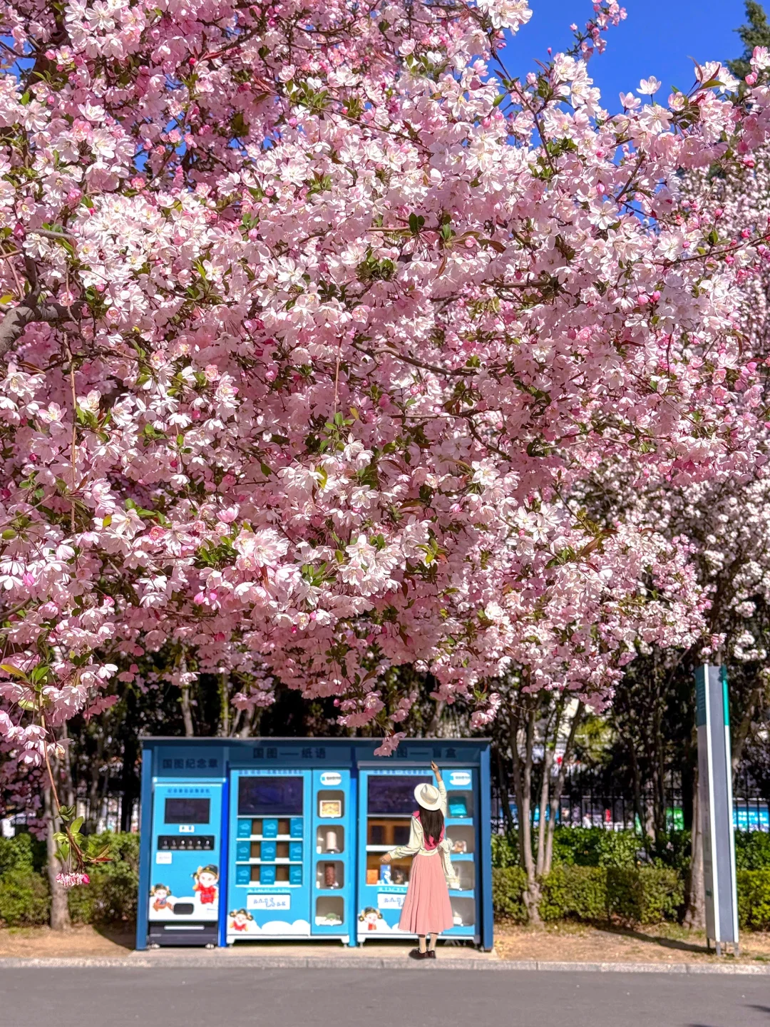 4.2实拍🌸在北京拍到日漫里盛放的海棠！🫧