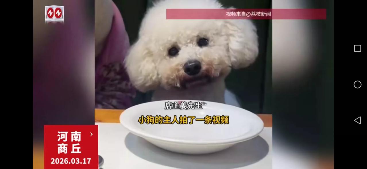 顾客带着小狗到饭店就餐，关键还拍了视频发出来。
店主做了最决绝、最理性的选择——