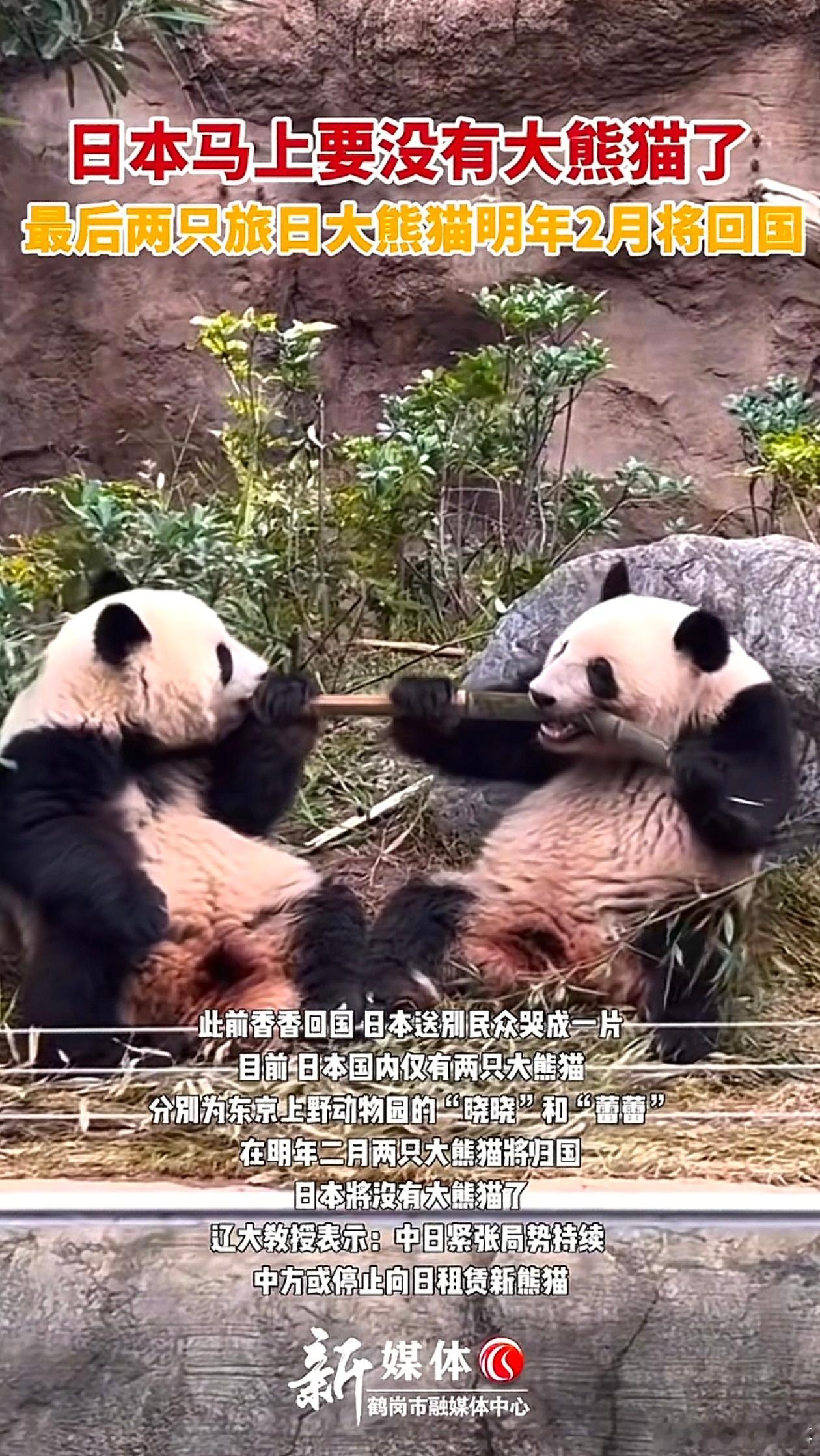 犯我中华者，没有大熊猫？他们没有熊猫了该怎么办呢？会不会像鱼儿没有了自行车，鸟儿