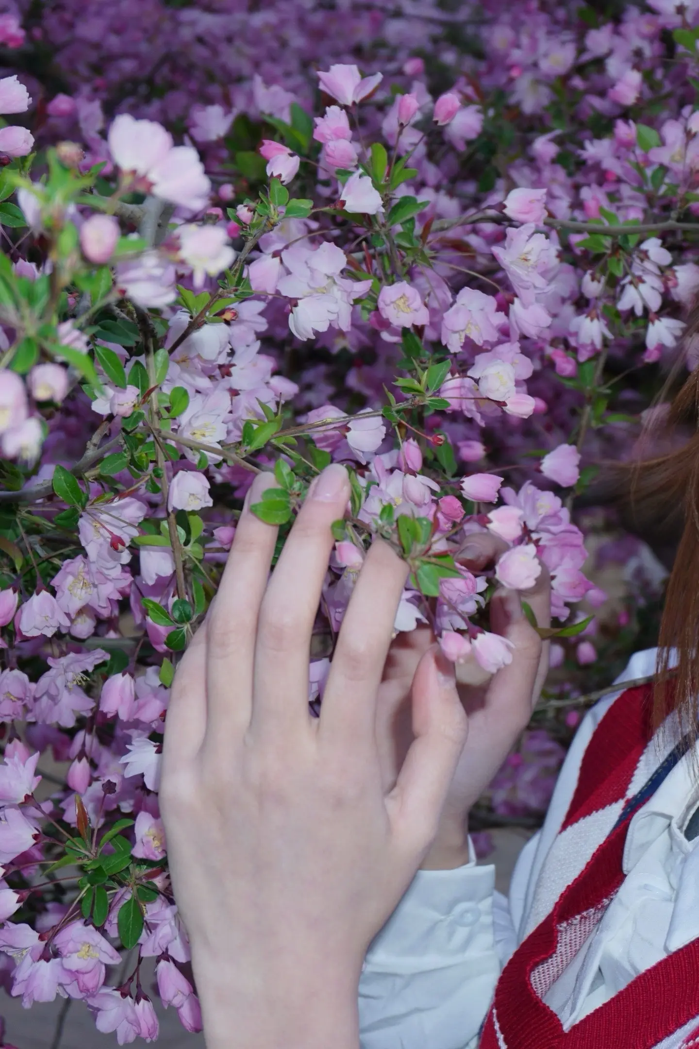 Spring🌸。
