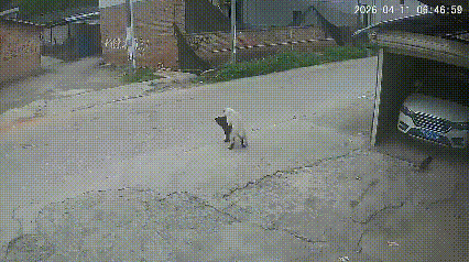 监控拍下偷狗贼恶行！趁狗狗即将交配完最脆弱时后下手偷狗，人性之恶令人发指！
看到