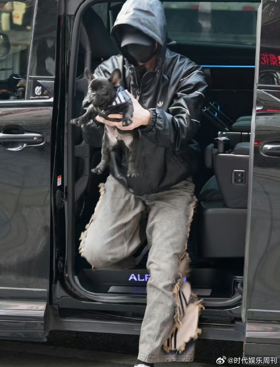 何与养狗了何与抱狗上班 何与养狗啦，还是超可爱的黑色小法斗！今天他抱着狗上班，小