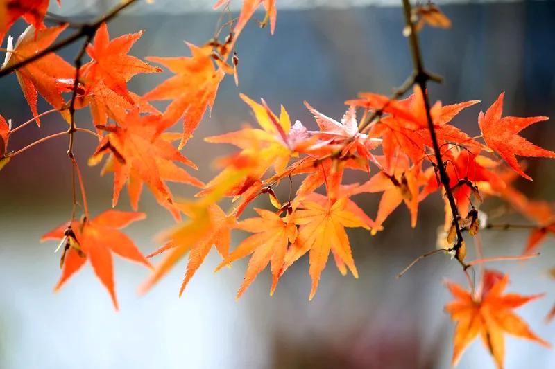 秋约
金秋有约意长绵
叶舞枫红映碧天
岁月难消心底诺
秋花秋果迷人眼