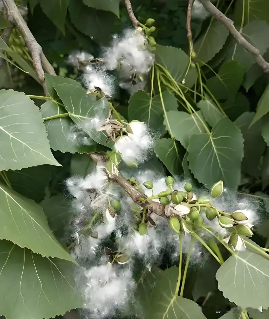 春雨过后满城絮，一不留神就“白头”。
昨夜春雨初歇，胶州云康路与海尔大道路口、香