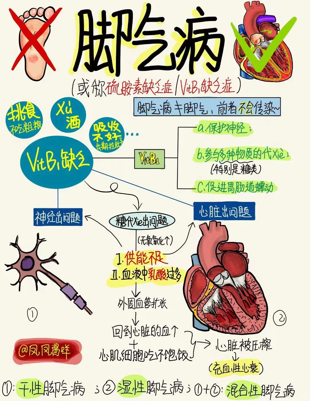 📖 医学生笔记 | 脚气病 建议点赞收藏