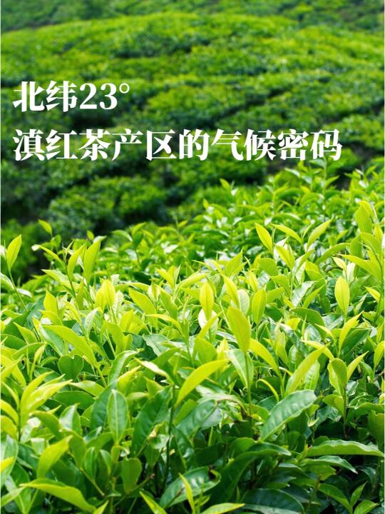 北纬23°，滇红茶产区的气候密码