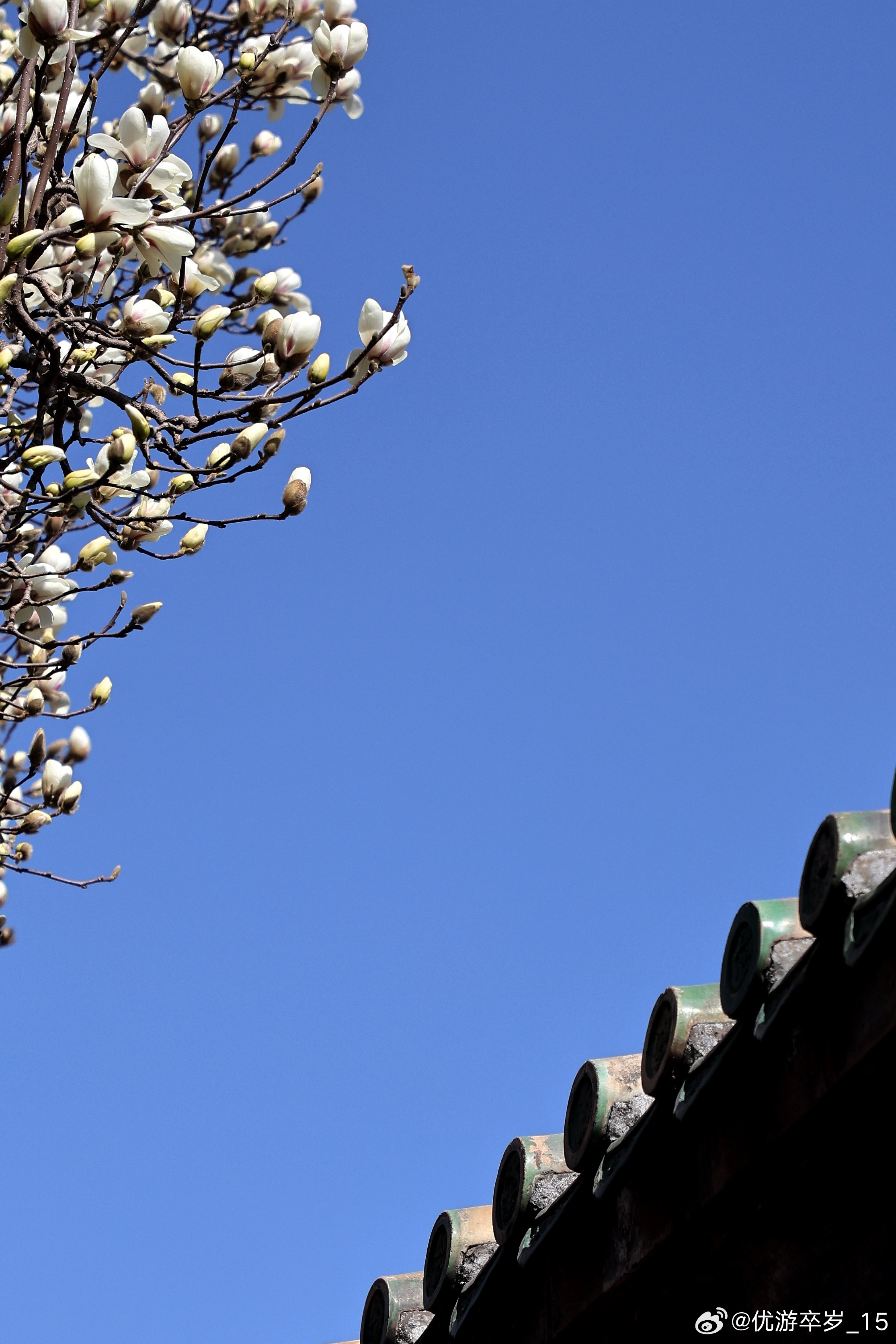 我的2026 天坛公园玉兰盛开生活记录发现极美北京