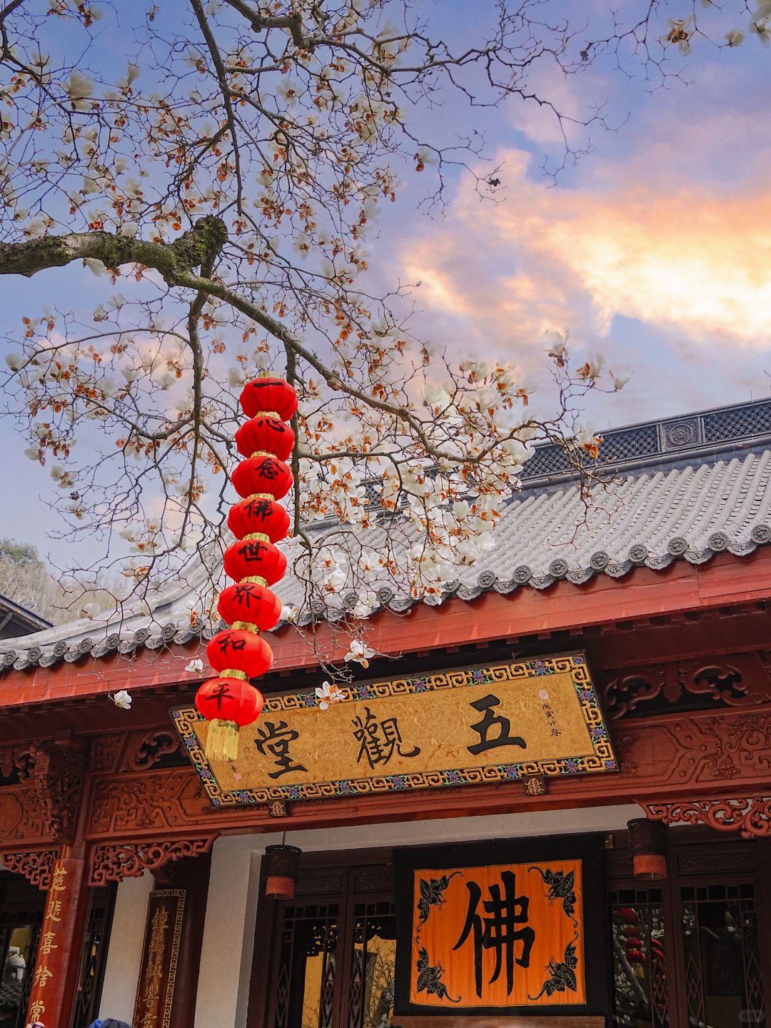 法喜寺 500年玉兰已经盛放，错过再等一年‼️