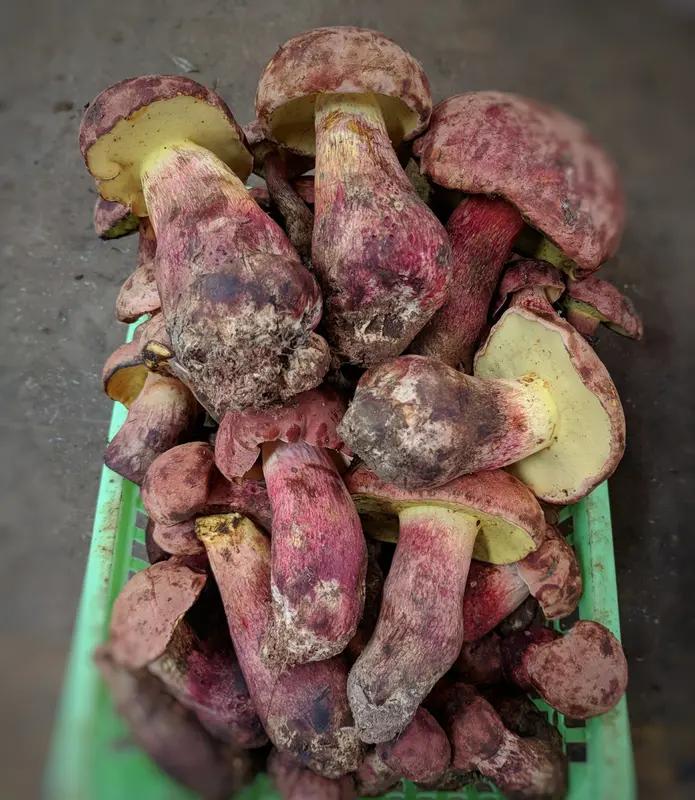 野生菌可不能经常吃。它虽富含优质蛋白、膳食纤维、维生素B族和矿物质等，多糖类还能