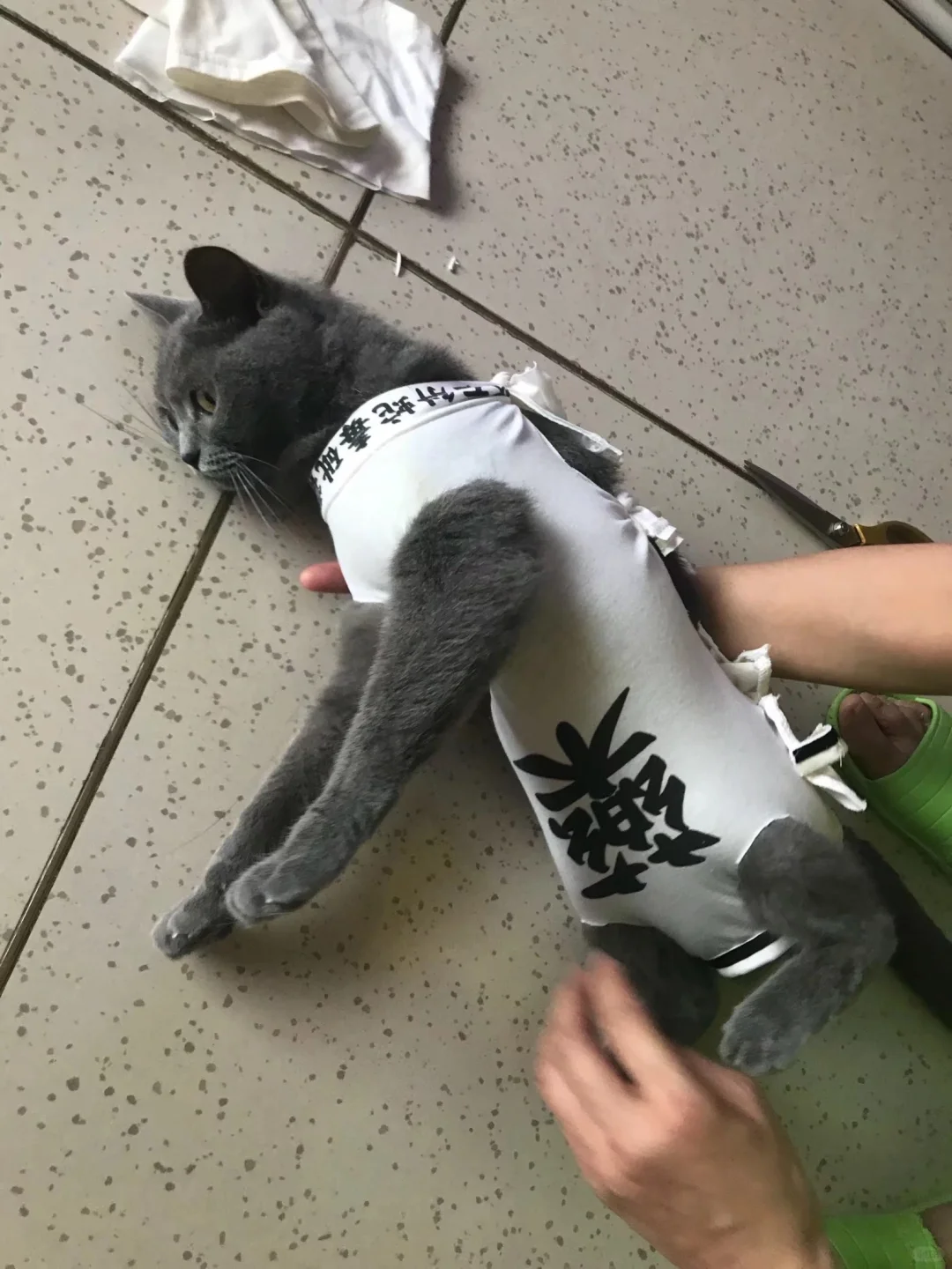 自己动手给猫咪做得绝育服