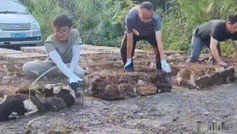 水库边放生猫是无知！猫在这里放生，跌入水中十有八九会被淹死。