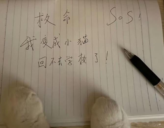 网上的图，好可爱，我要看五师提着甜品回高专路上遇到小咪拦路，仔细一看小咪身上是虎