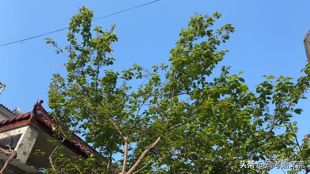 春日生活打卡季绿意盎然的庭院，静享悠闲时光。