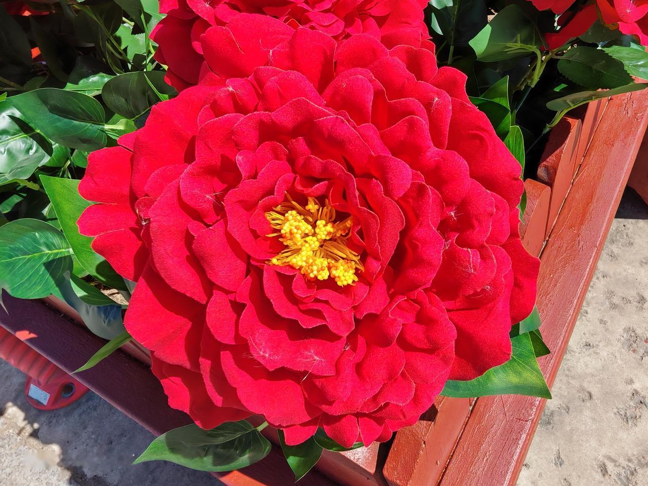 这花，在黑龙江，与雪同在。
都是昨天中午拍的。