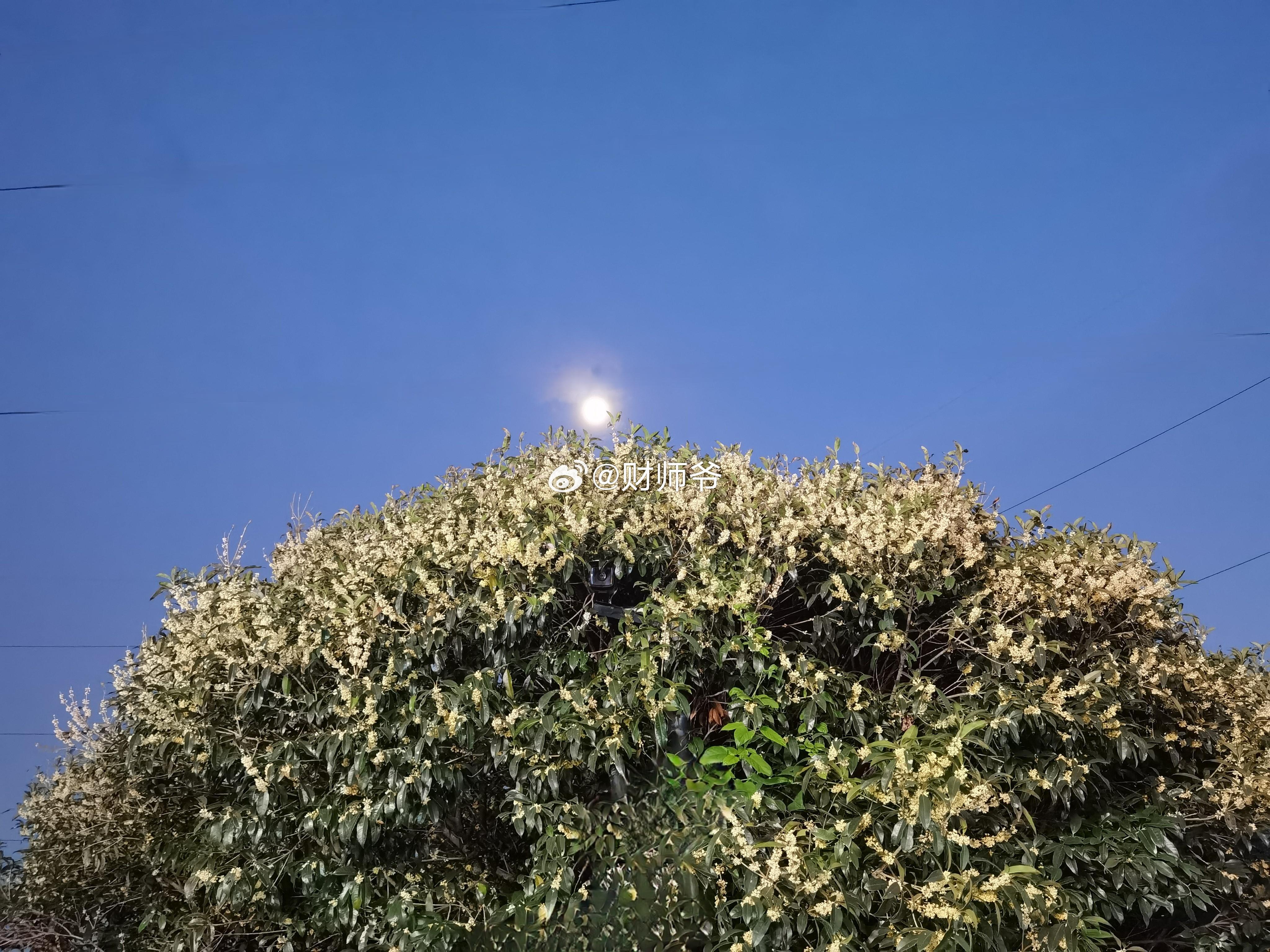 桂花与湖蟹的时节。  ​​​