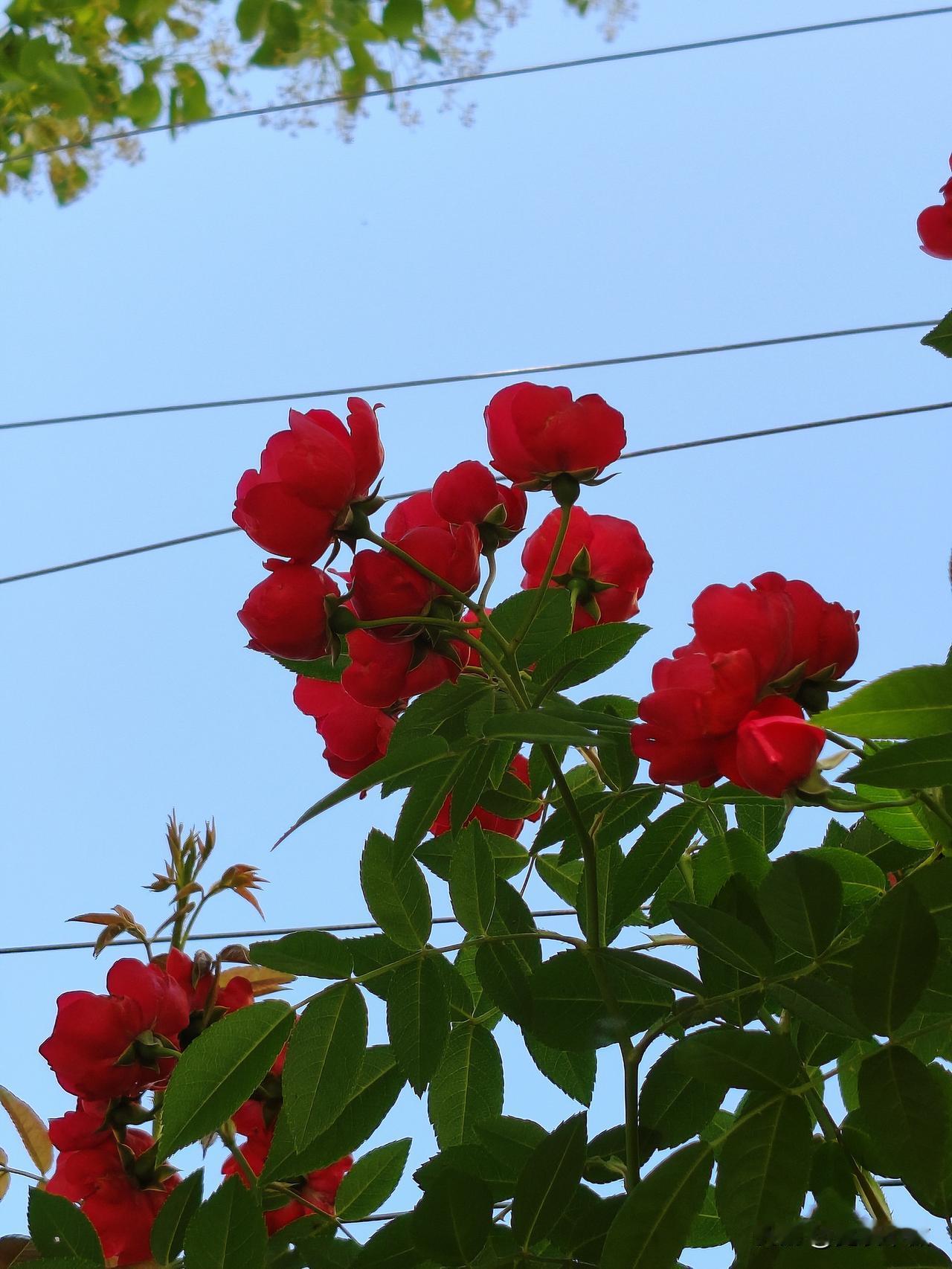 分享一张你拍的花，什么花都行