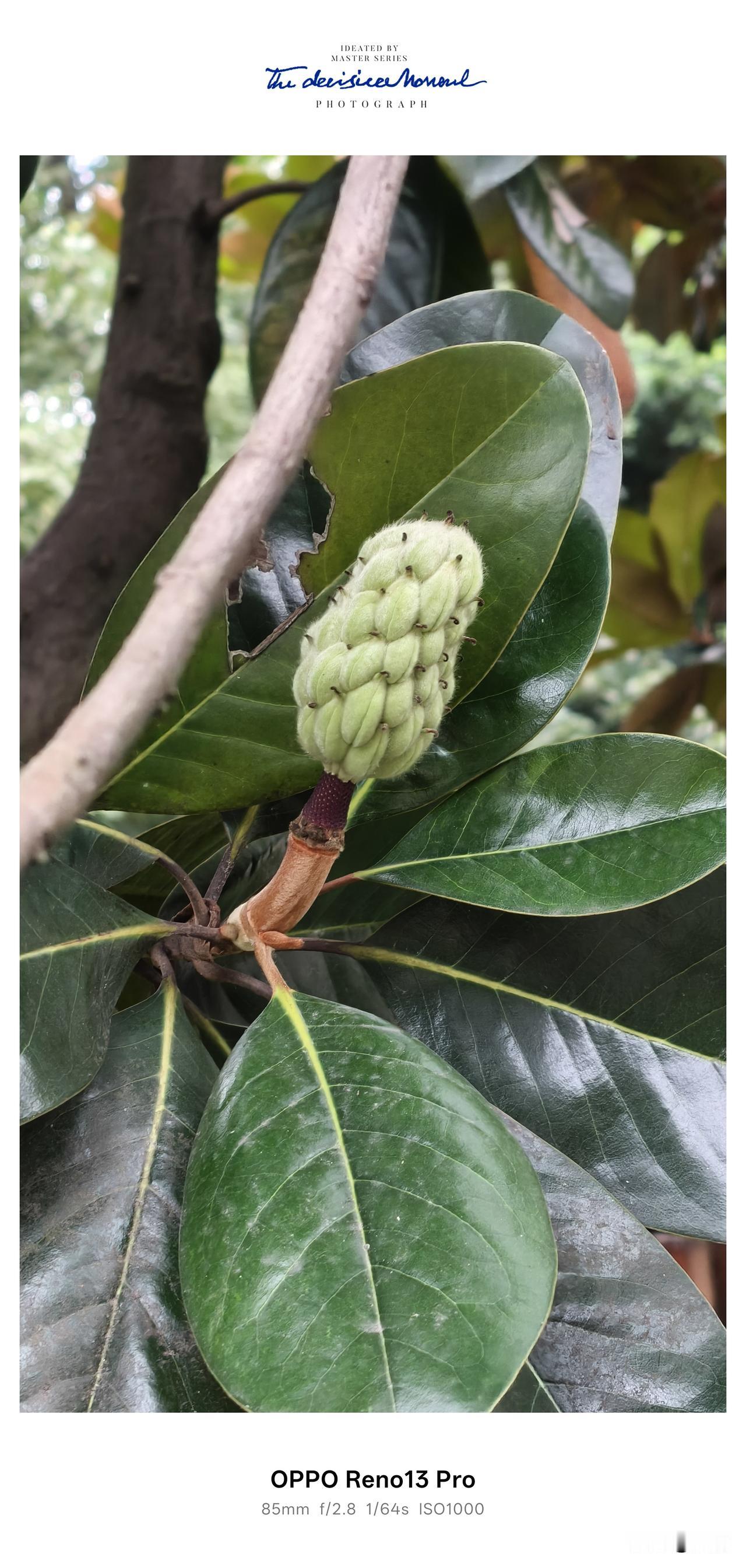 我以为这是释迦果，结果网上一查，这个也是玉兰果。玉兰果有几种哦究竟？你们知道吗？
