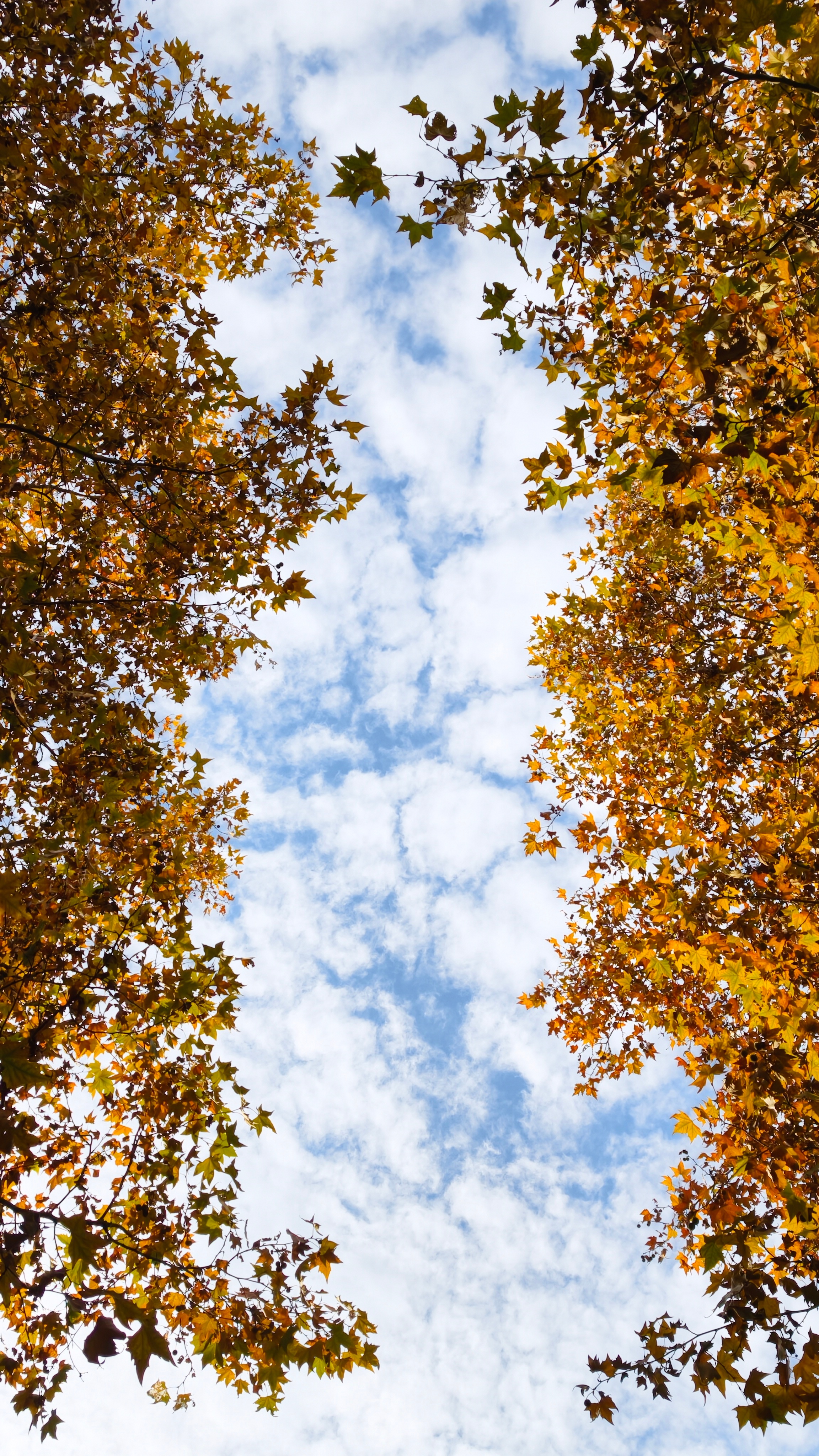 抬头看天，一叶障目。蜗的摄影日记