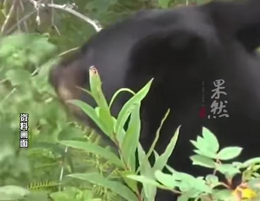 11月6日陕西西安一女子上山采摘山茱萸，突然被黑熊从身后扑倒，黑熊撕咬了三四分钟