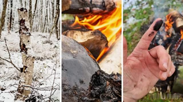 尼安德特人可能把桦树皮焦油当抗生素，比人类发明抗生素早几万年