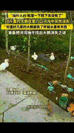 怎么解释？河南，一男子家中散养了几只大鹅，在一个月前他突然发现少了一只，起初男子