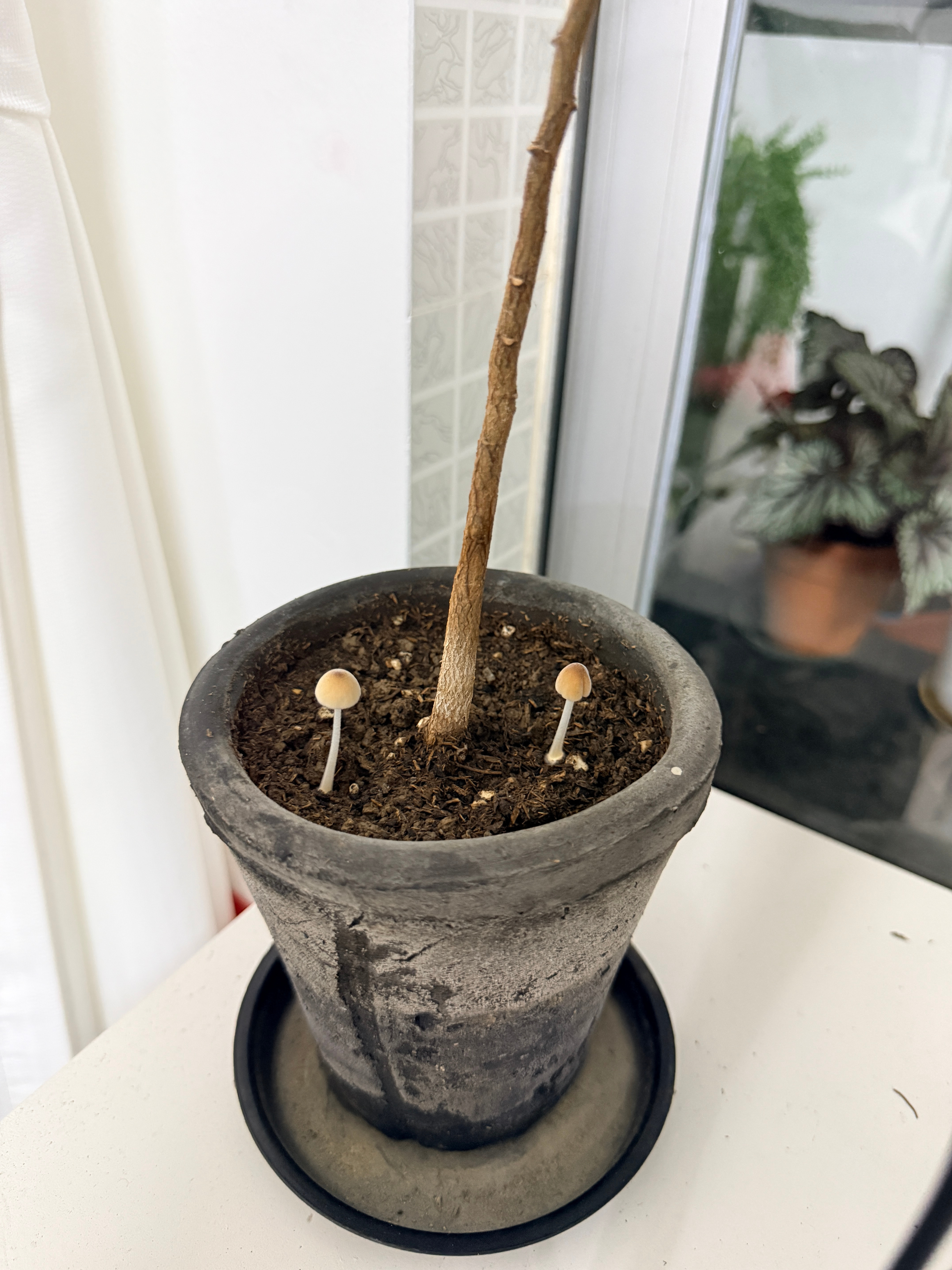 我不行了。。。一直下雨 花盆里长蘑菇了