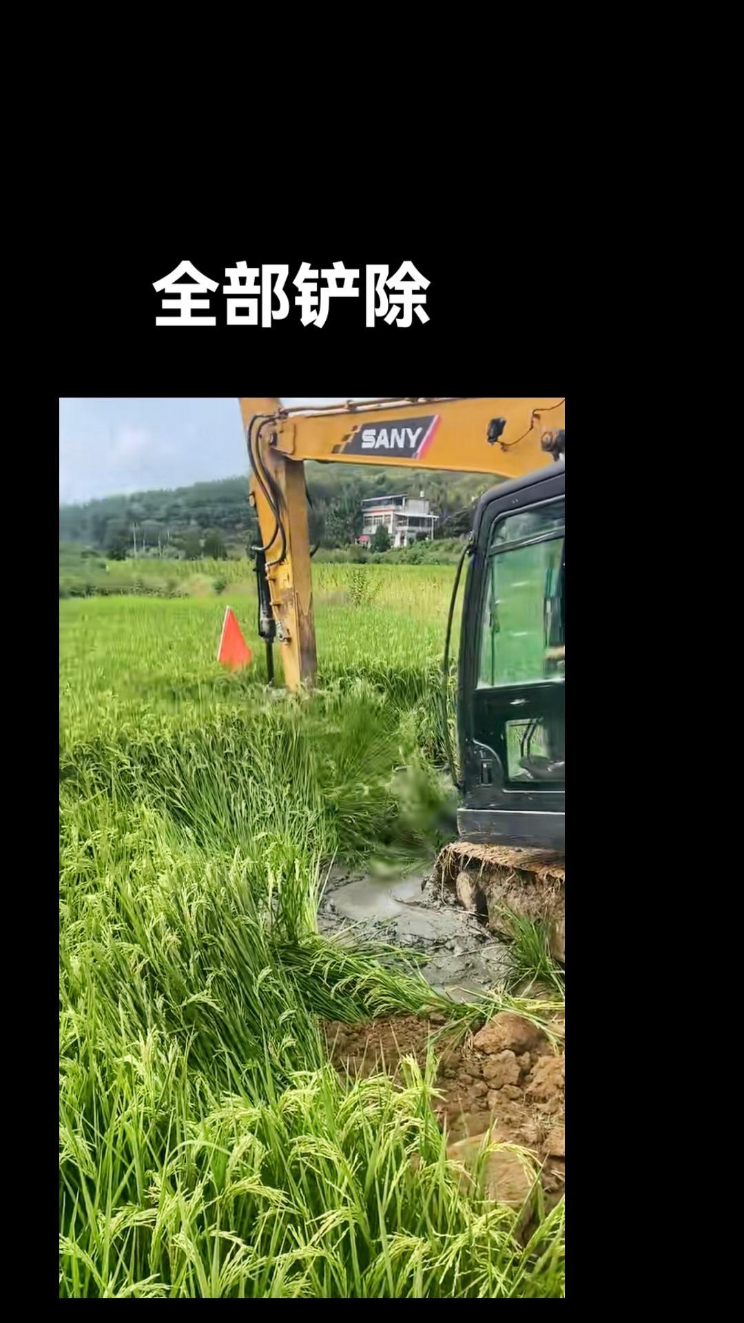 上热门 原创视频 实拍原视频 直接现场 水稻