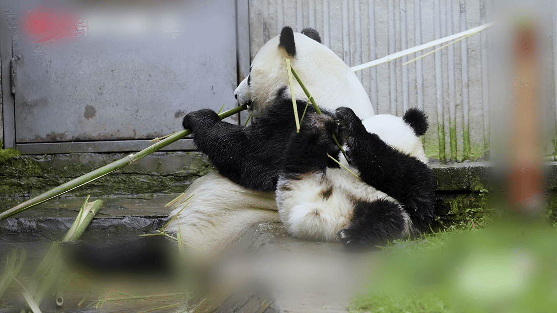 到汶川看超优雅的熊猫福凤 曾经独享竹子、无忧无虑的小公主，如今成了日夜守护、寸步