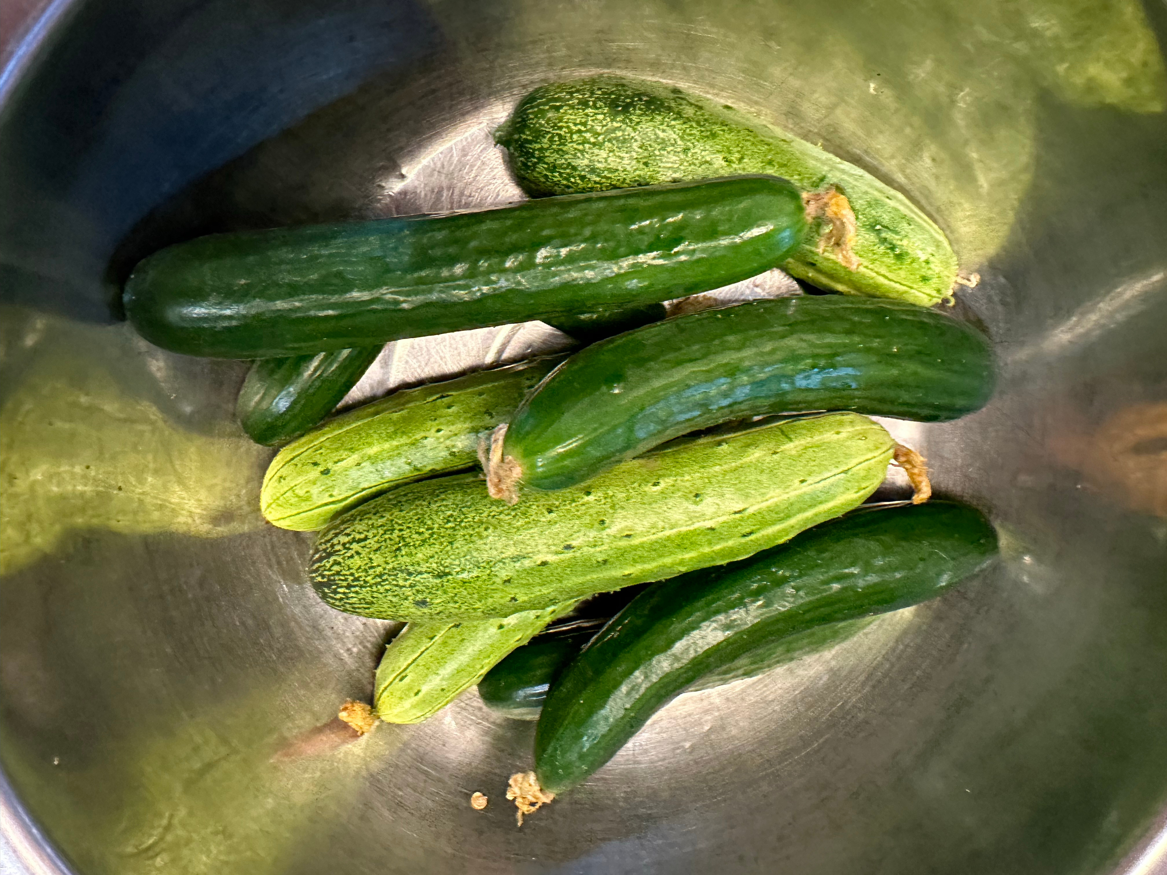 刚刚摘的黄瓜、小水萝卜、紫苏、冰菜。豆角过几天能吃了。 ​​​