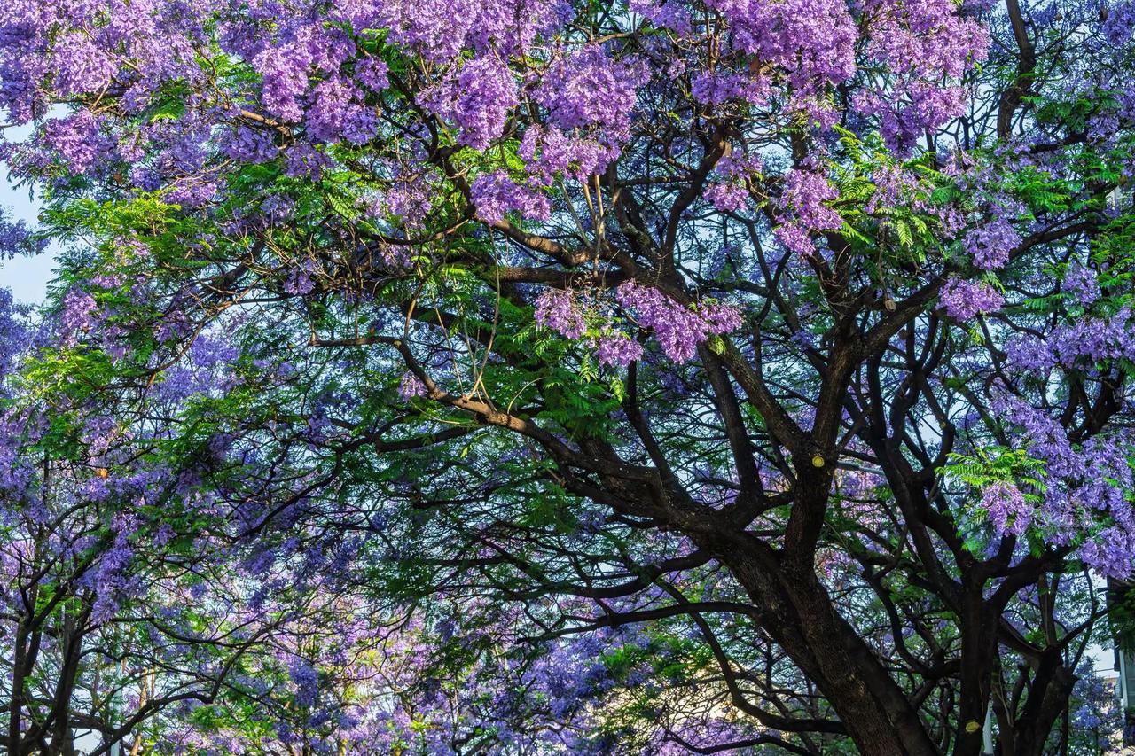 昆明教场中路蓝花楹。昆明教场中路蓝花楹