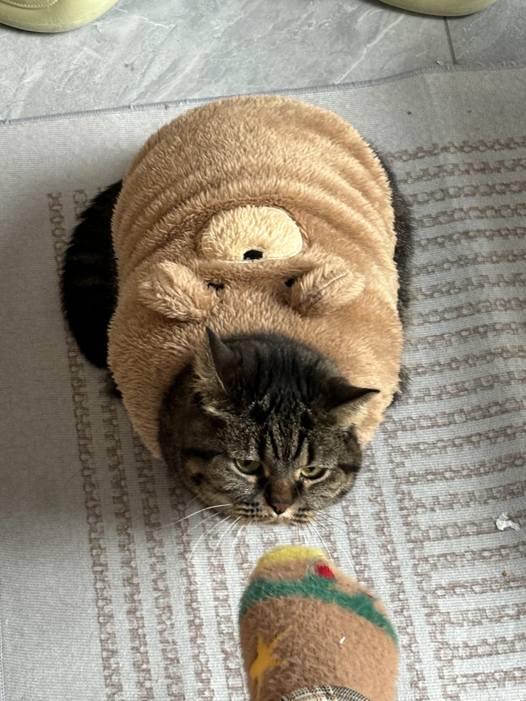 右脚逗猫的下场