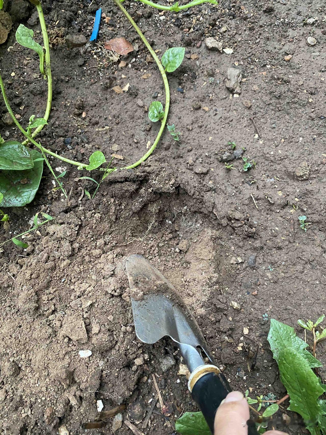 大连昨天晚上下的这一场雨，一点没有意思。今天早晨我起床拉开窗帘，看到小院子的地皮