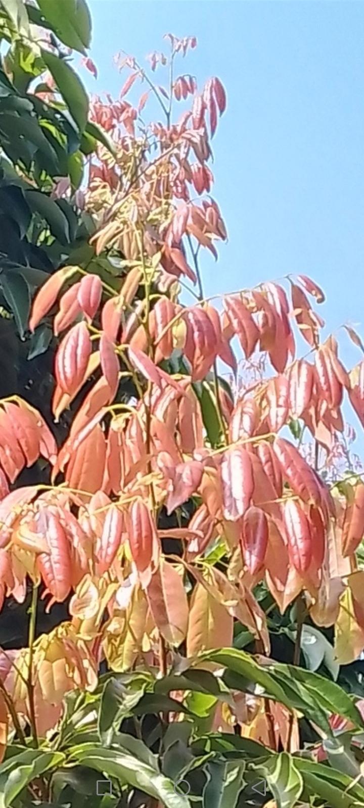 去增城的时候经过一个荔枝林，看到出了很多漂亮的嫩叶子，城里人就拍照片，据说这里的