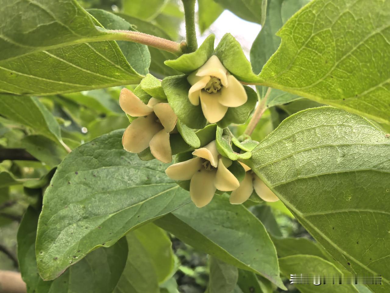 我和孩子爸的手机号前7位数一样，只有后4位数不一样。他去世后我保留了那个手机号，