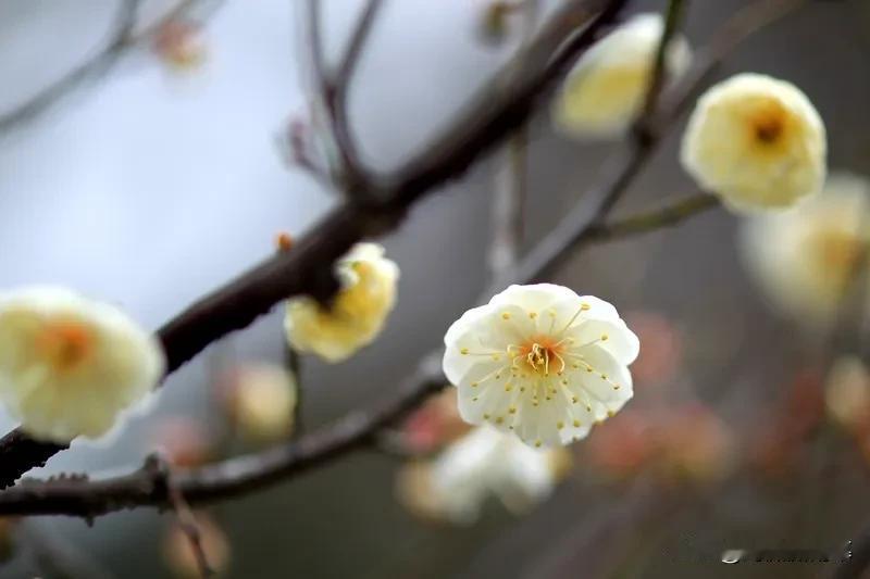 卜算子 · 和徐师川韵赠歌者

作者：赵师侠

绿暗柳藏烟，红淡花经雨。更著如花