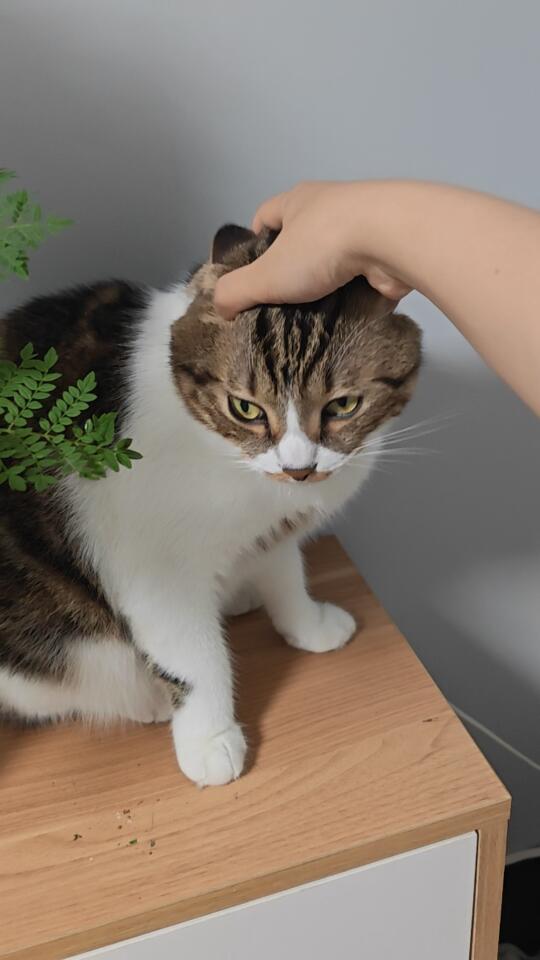 猫抬头纹很深是怎么了