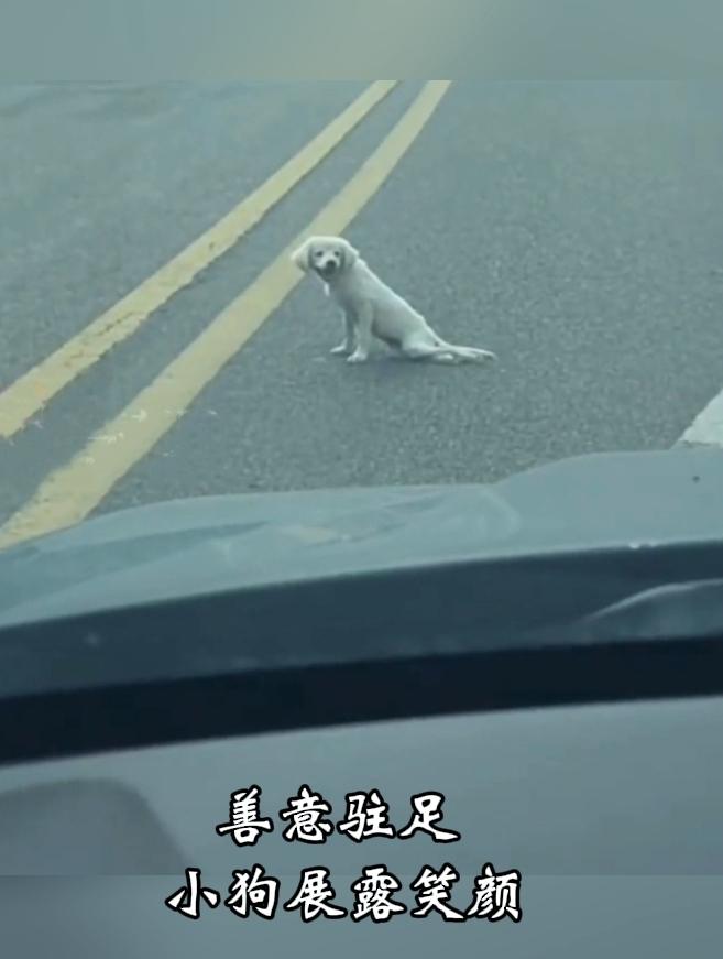 治愈一幕！残疾小狗艰难过马路，好心女孩抱起它，狗狗全程面带笑意
 
小小的善意，