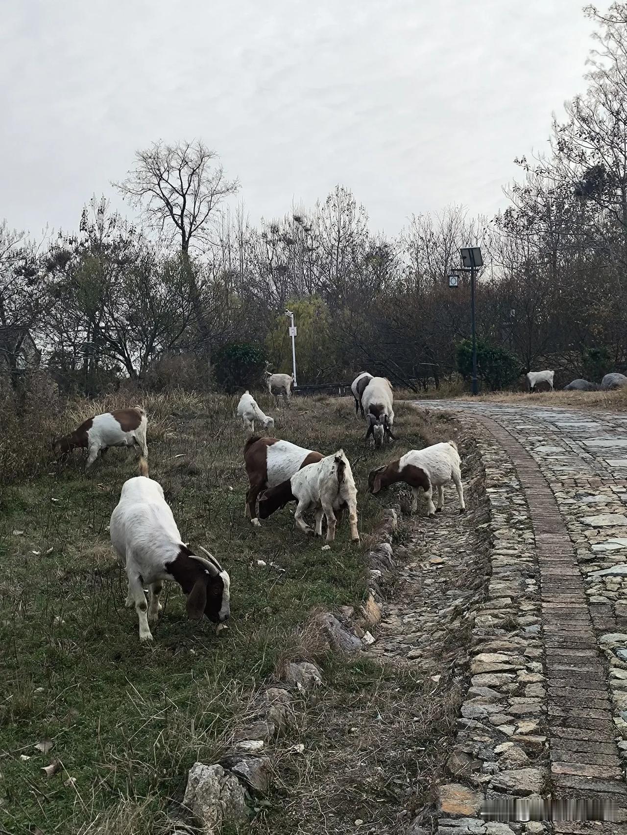 郊外，
偶遇羊群，
这么冷的天，
羊儿也要吃草，
大部分草儿都枯萎了，
肯定不喜