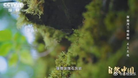 比恐龙还老的苔藓把石头变成了土苔藓竟比恐龙还年长 哇塞！原来苔藓这么牛啊，在植物