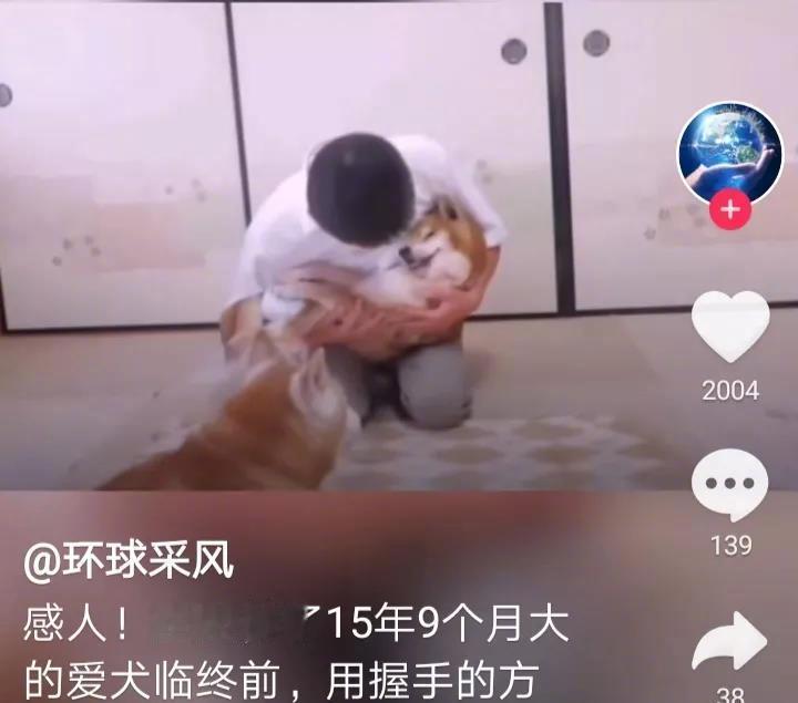 15岁的狗狗在生命的最后时刻和主人的互动感人至深！当主人对狗狗说，我们去散步吧，