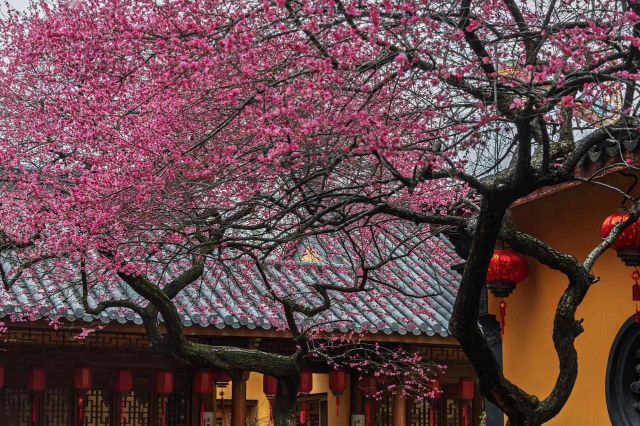 湖州铁佛寺梅花。湖州铁佛寺梅花藏在春景里的中式美学 藏在古建里的中式浪漫 传统建