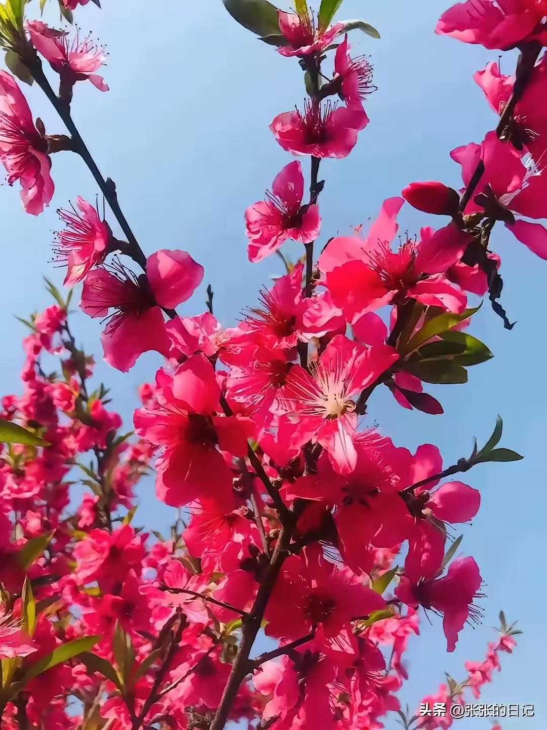 天净沙·咏桃
琼枝玉树凝红，
娇姿笑对春风，
斗艳争妍日暖。
芳容无限，
嫣然韵